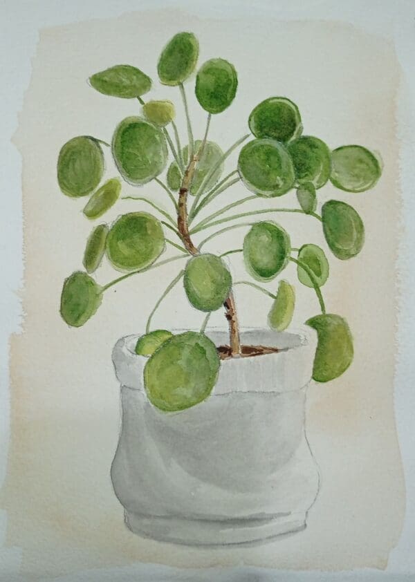chinese moneyplant