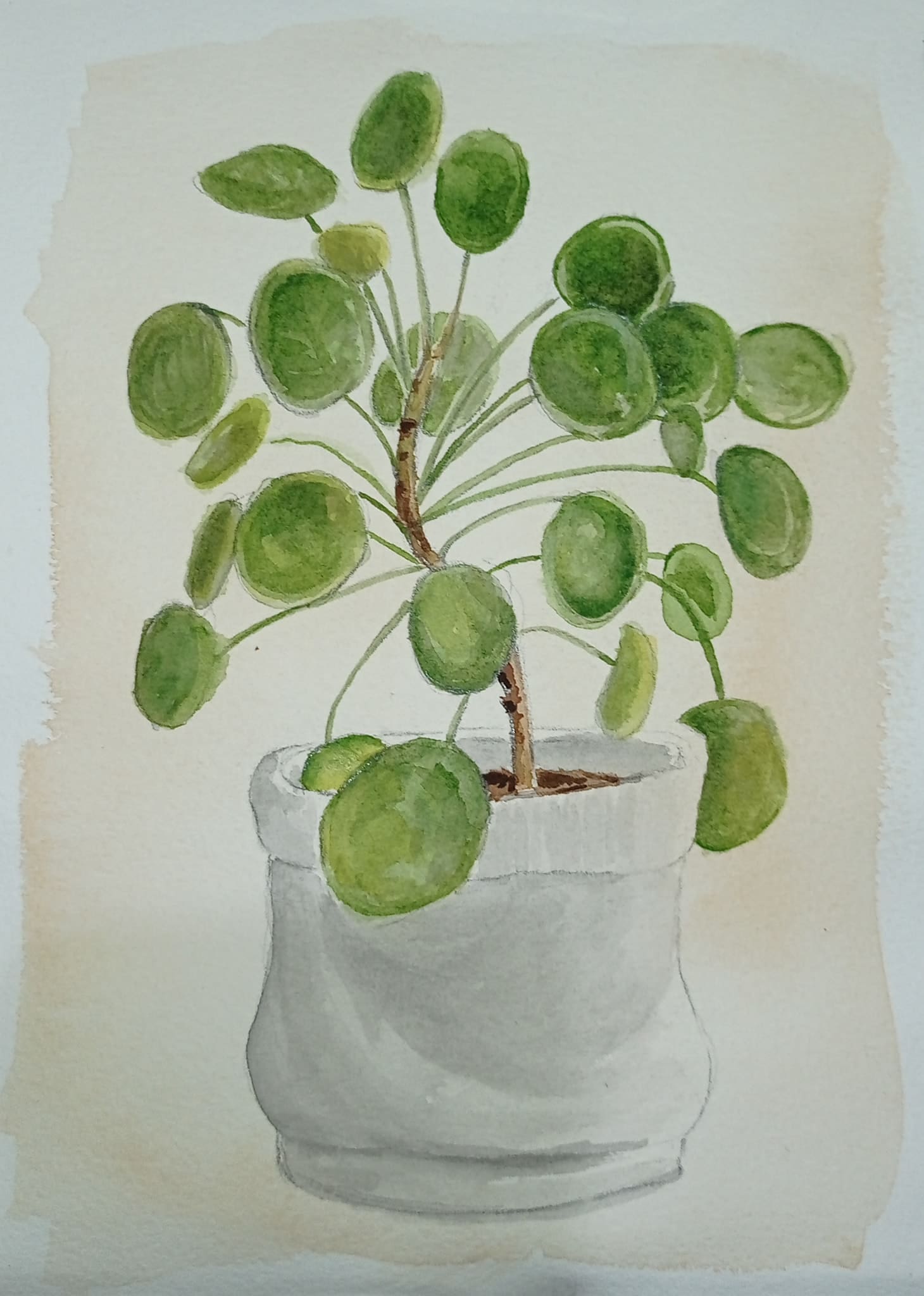 chinese moneyplant