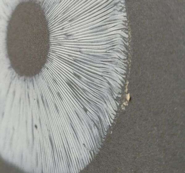 close up mushroom spore print Irish Artmart