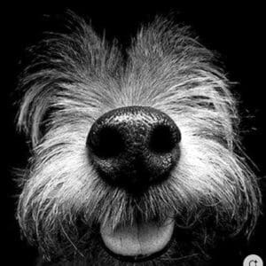 Pet Portraits