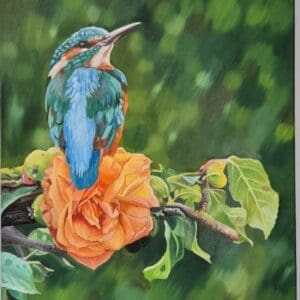 Kingfisher on a rose