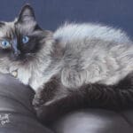 A fluffy Siamese cat with striking blue eyes and dark ears, face, and paws is curled up on a gray cushion against a dark background, wearing a bell on its collar.