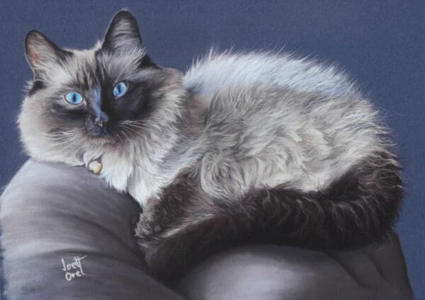 A fluffy Siamese cat with striking blue eyes and dark ears, face, and paws is curled up on a gray cushion against a dark background, wearing a bell on its collar.