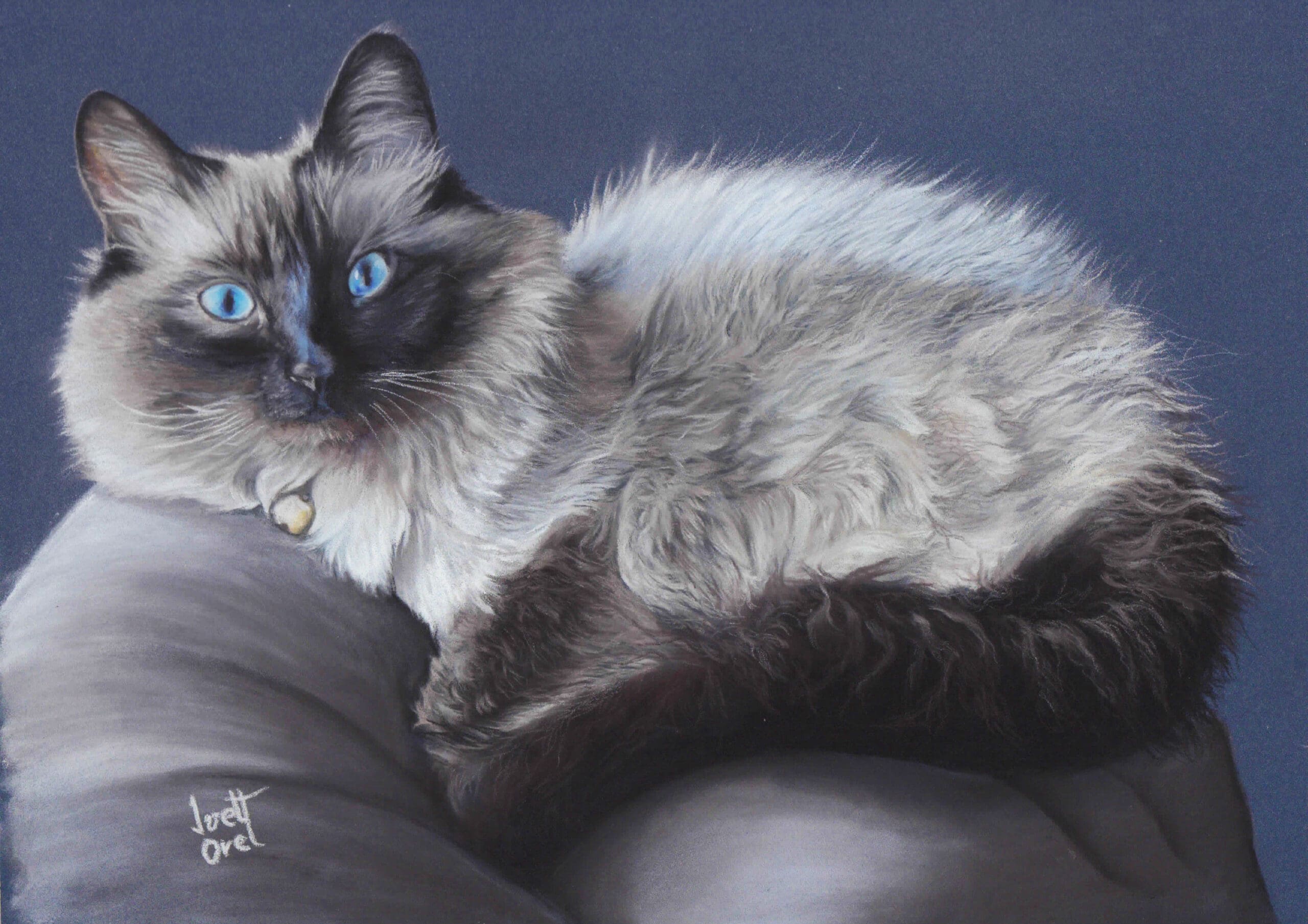 Fluffy Snuggle Ragdoll Cat – Original realistic framed pastel pet portrait of a Ragdoll cat