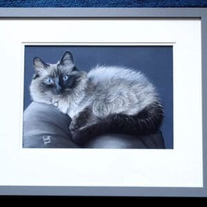 A fluffy Siamese cat with striking blue eyes and dark ears, face, and paws is curled up on a gray cushion against a dark background, wearing a bell on its collar.