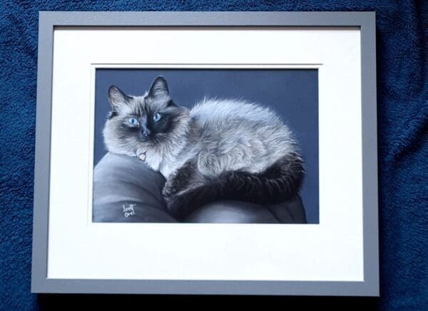 A fluffy Siamese cat with striking blue eyes and dark ears, face, and paws is curled up on a gray cushion against a dark background, wearing a bell on its collar.