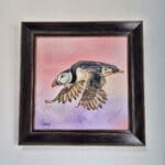 Puffin in flight