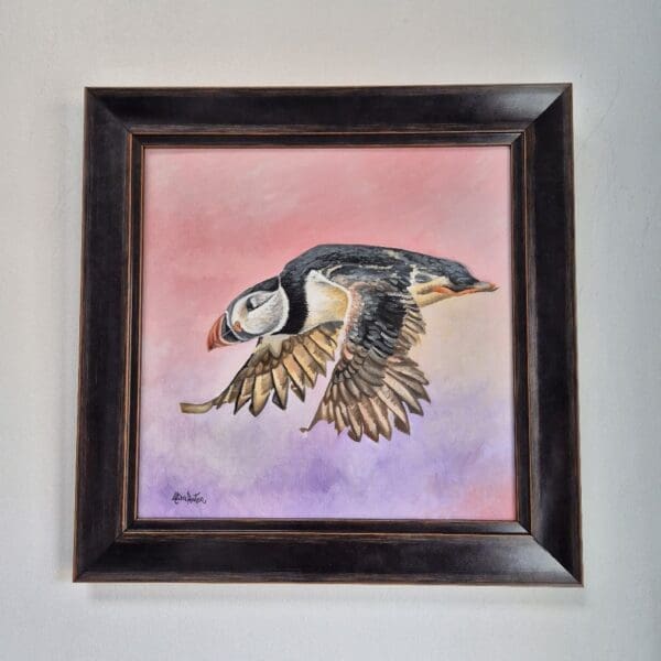 Puffin in flight