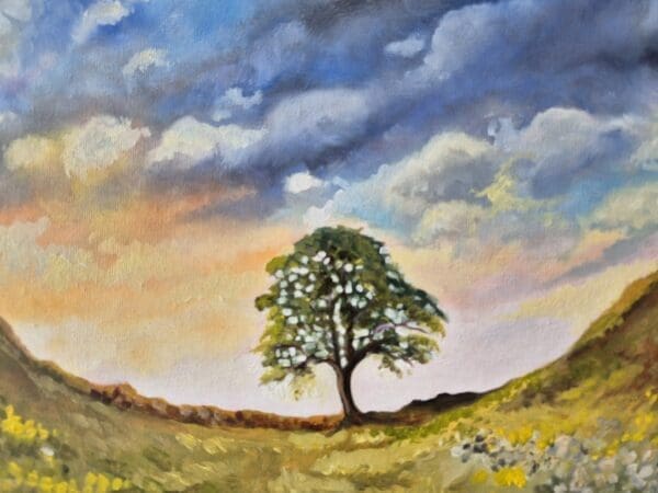 Sycamore Gap Tree - Image 2