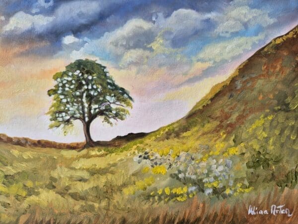 Sycamore Gap Tree - Image 5