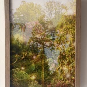 Homesick for familiar trees