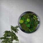 Moss Forest Circle
