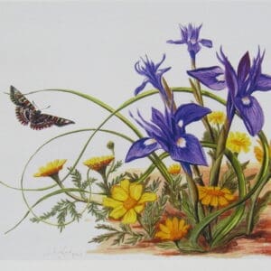 Wild Irises and Corn Marigolds Print Closeup