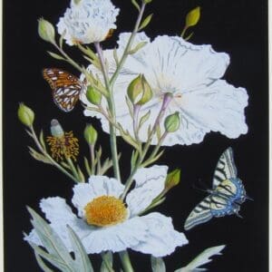 California Tree Poppy Print Closeup