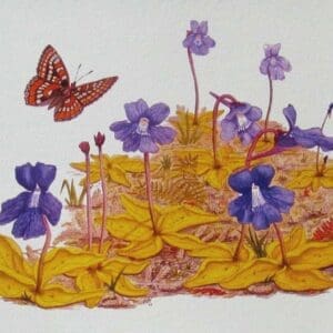 Sweet Cork of Thee Print Closeup