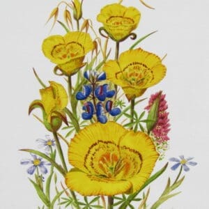 Yellow Mariposa Lilies Print Closeup